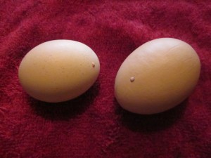 Feb 2013 nose eggs dad 020