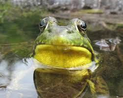 frog in pond