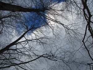 tree-sky-1